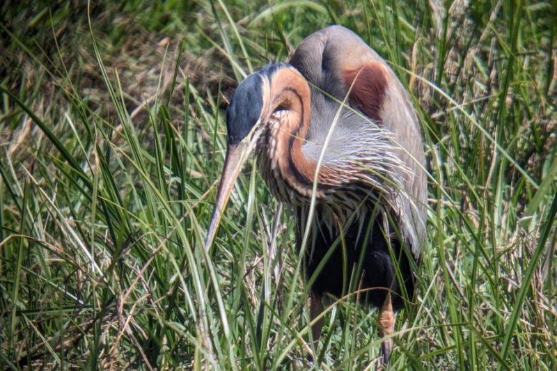 Una garza imperial (Ardea purpurea) en actitud de caza. 