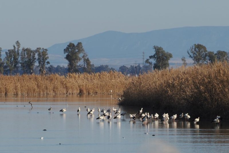 Grupo de cigüeñas blancas (Ciconia ciconia) en el Brazo del Este (Sevilla), uno de los mejores humedales para el avistamiento de aves acuáticas y de los humedales en Andalucía, e incluso en toda Europa.