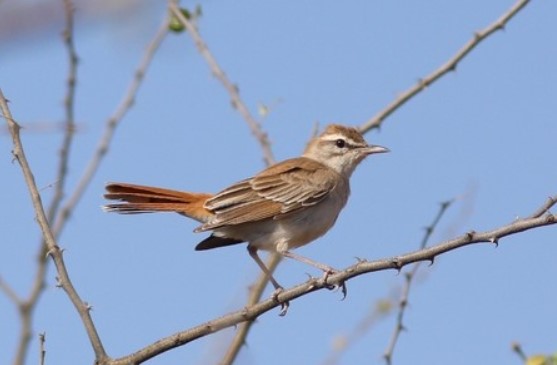 Alzacola (Cercotrichas galactotes).