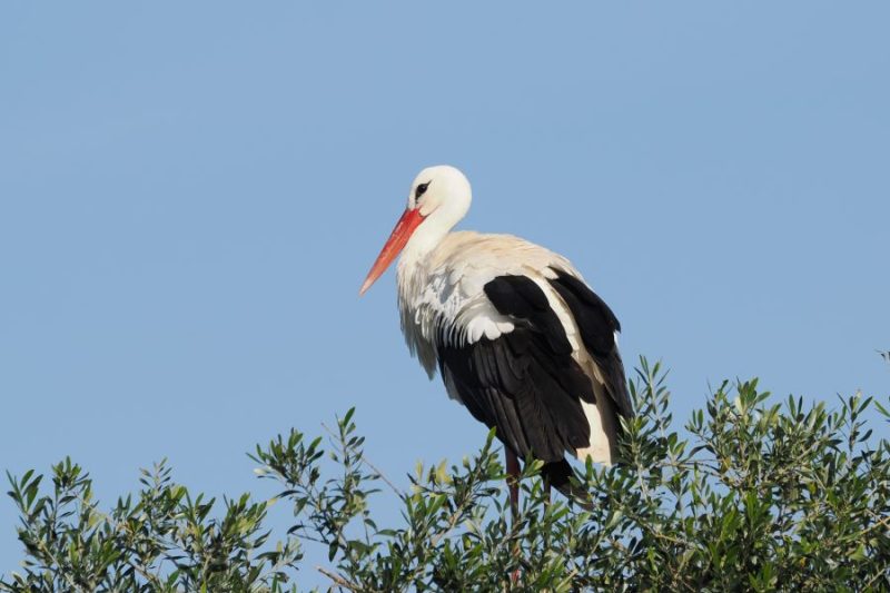 Cigüeña blanca (Ciconia ciconia) en la Dehesa Abajo, la mayor colonia de reproducción sobre arbolada.