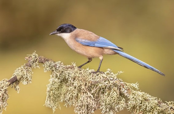 Rabilargo ibérico (Cyanopica cooki), un ave endémico de España y Portugal.