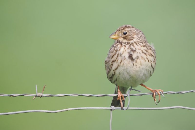 Triguero (Emberiza calandra), un aves común en fuerte regresión en todo el territorio.