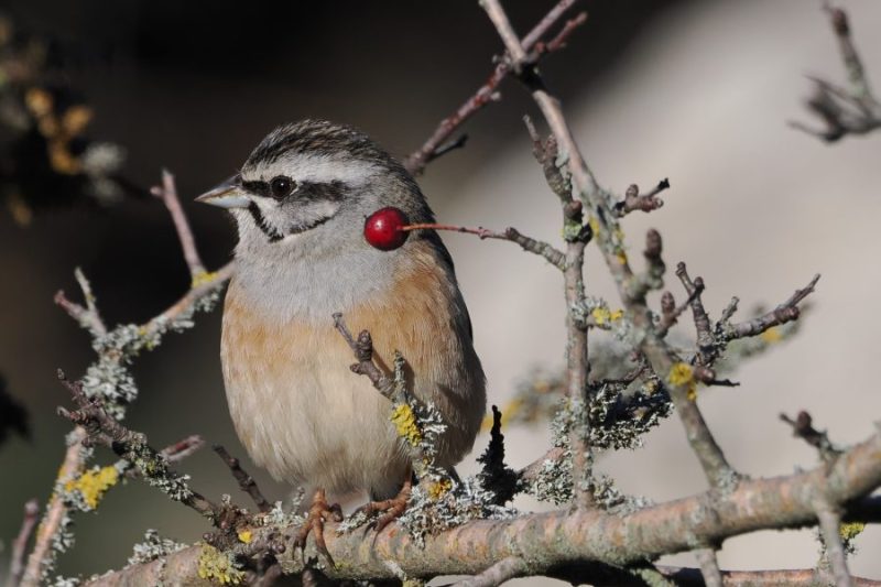 Escribano montesino (Emberiza cia) en el Torcal de Antequera (Málaga).