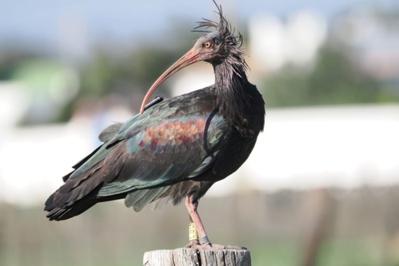 Ibis eremita (Geronticus eremita), un emblema del avistamiento de aves en Cádiz y el sur de España.