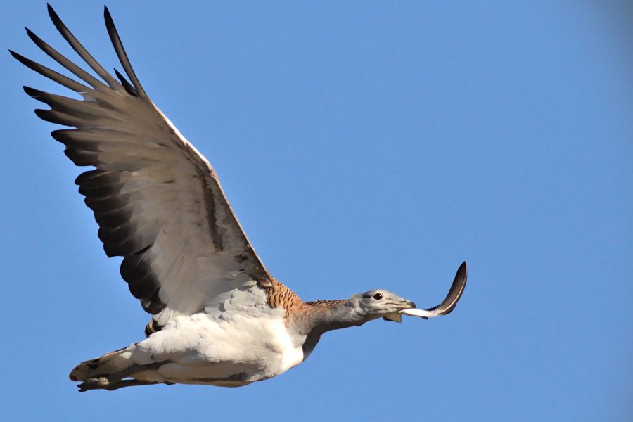 Aves esteparias en Andalucía