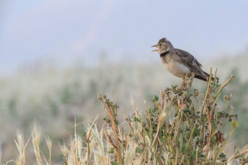 Calandria común (Melanocorypha calandra) uno de los aláudidos más grandes.