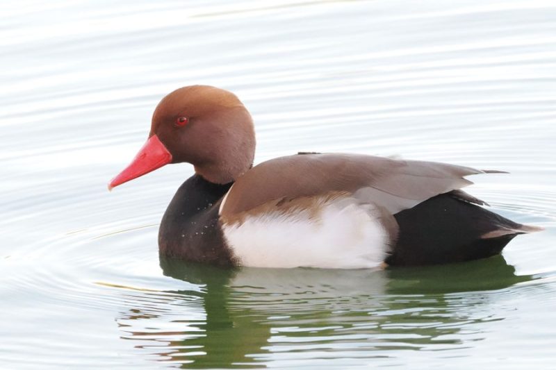 Pato colorado (Netta rufina).