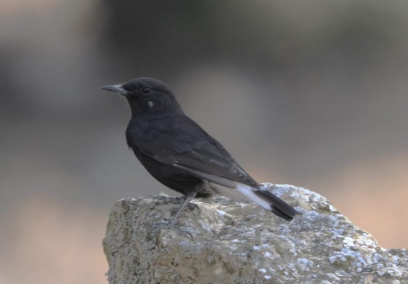 Collalba negra (Oenanthe leucura), un llamativo ave endémico del SE de España.