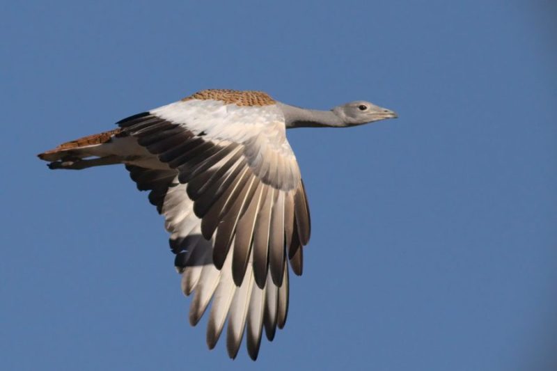 Avutarda (Otis tarda), el Aves esteparia más representativa en Andalucía