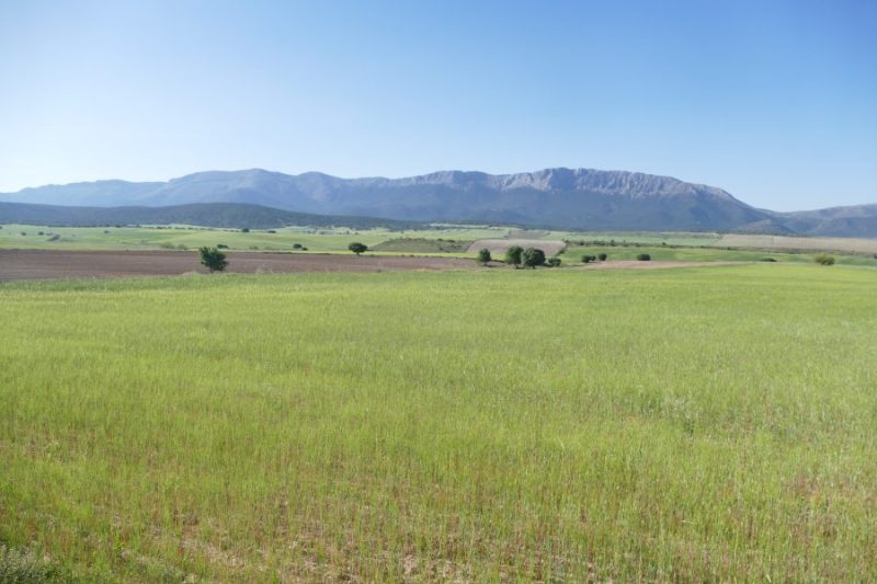 Un pseudo-estepa andaluza típica en Sierra de María (Almería).