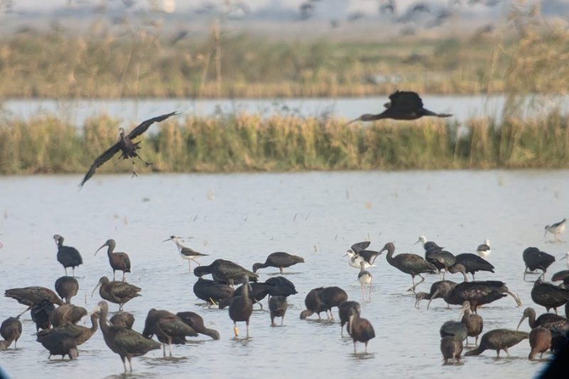 Un grupo de moritos en las marismas de Doñana.