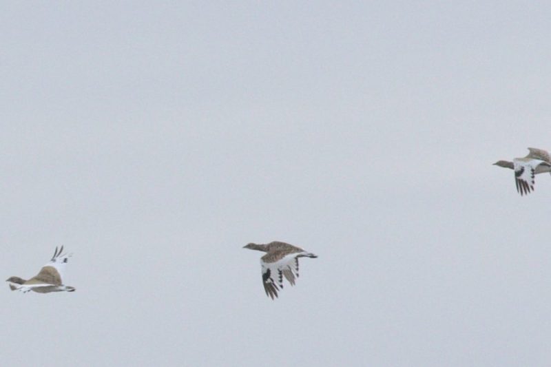 Un grupo de Sisón común (Tetrax tetrax) en vuelo, único momento en cual se aprecian las plumas blancas en las alas.