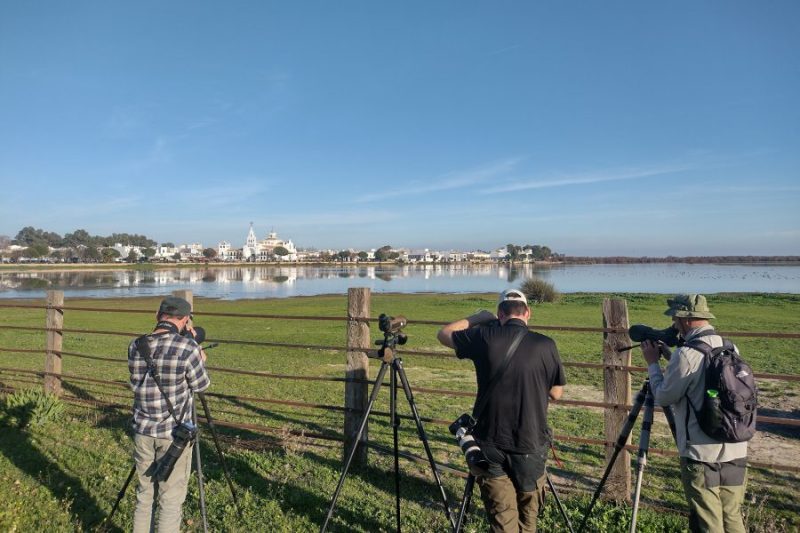 Birdwatching en El Rocío.