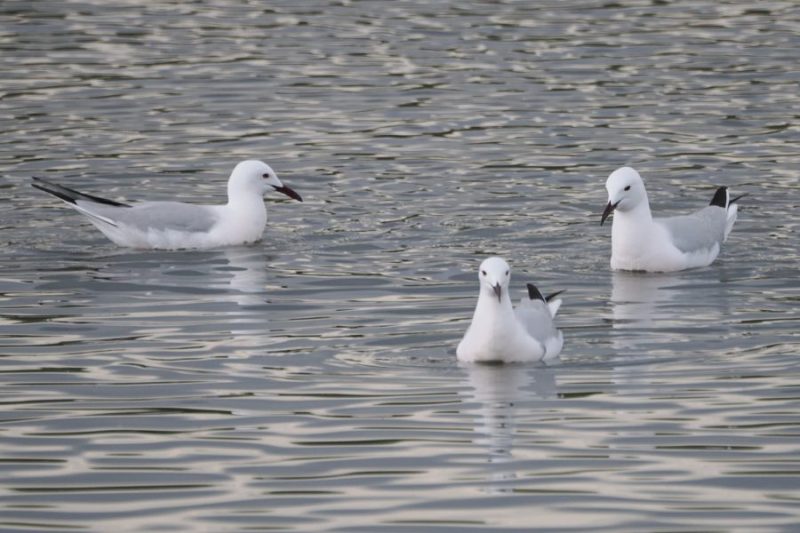 Gaviotas picofina (Chroicocephalus genei) en las salinas de Bonanza (Cádiz).