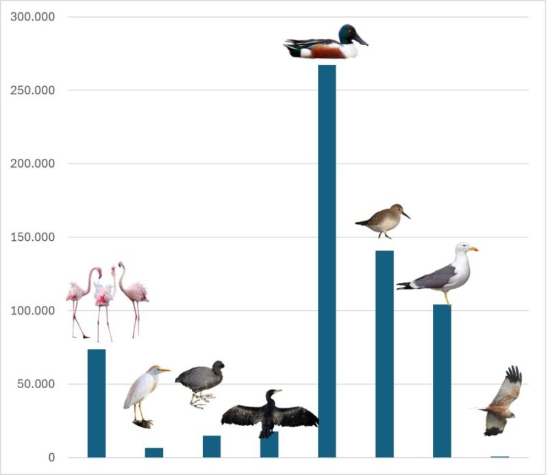 Abundancia de las aves acuáticas invernantes en Andalucía Occidental por grupos de aves. N individuos.