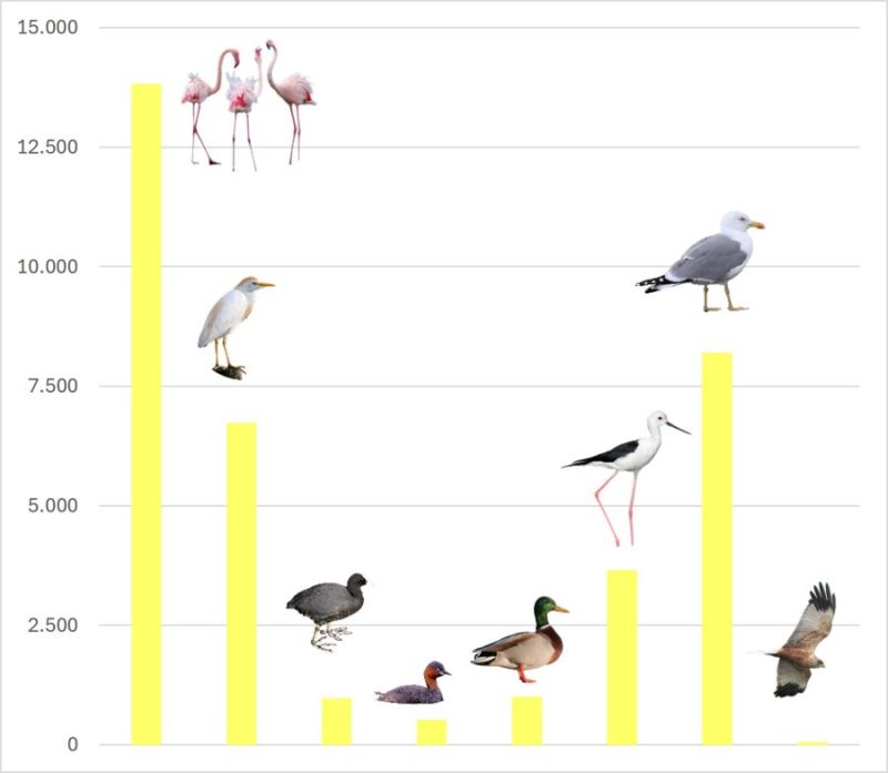 Abundancia de las aves acuáticas reproductoras en Andalucía por grupos de aves. N individuos.