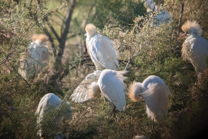 La pajarera de Doñana