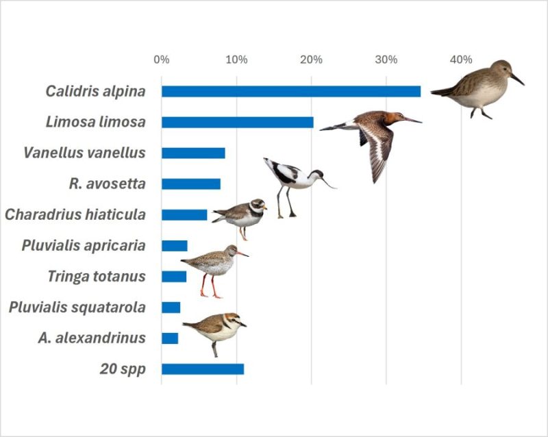 Las 9 limícolas más abundantes en Doñana durante la invernada.