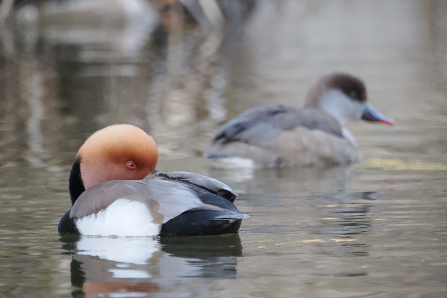 Aves de Doñana: guía en la mayor reserva ornitológica de España