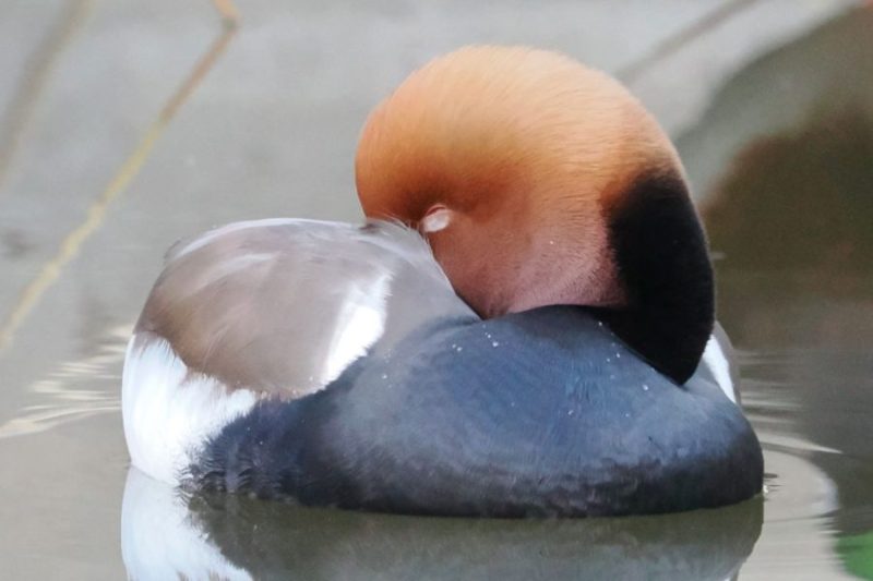 Aves acuáticas de Doñana: el pato colorado (Netta rufina). 