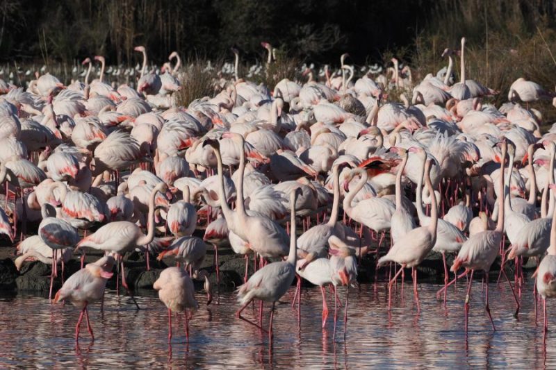 Flamenco común en Doñana, un ejemplo de Grande Zancuda